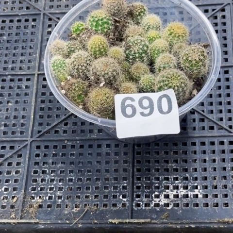 690彩草苗一物一图如图
