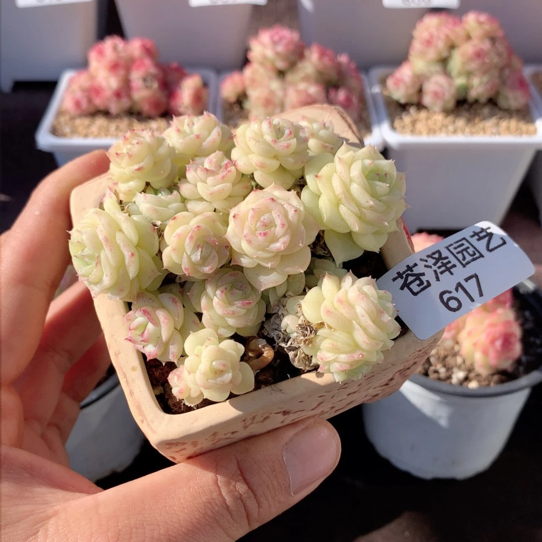 甜**a617白天鹅群 送盆 不包整散