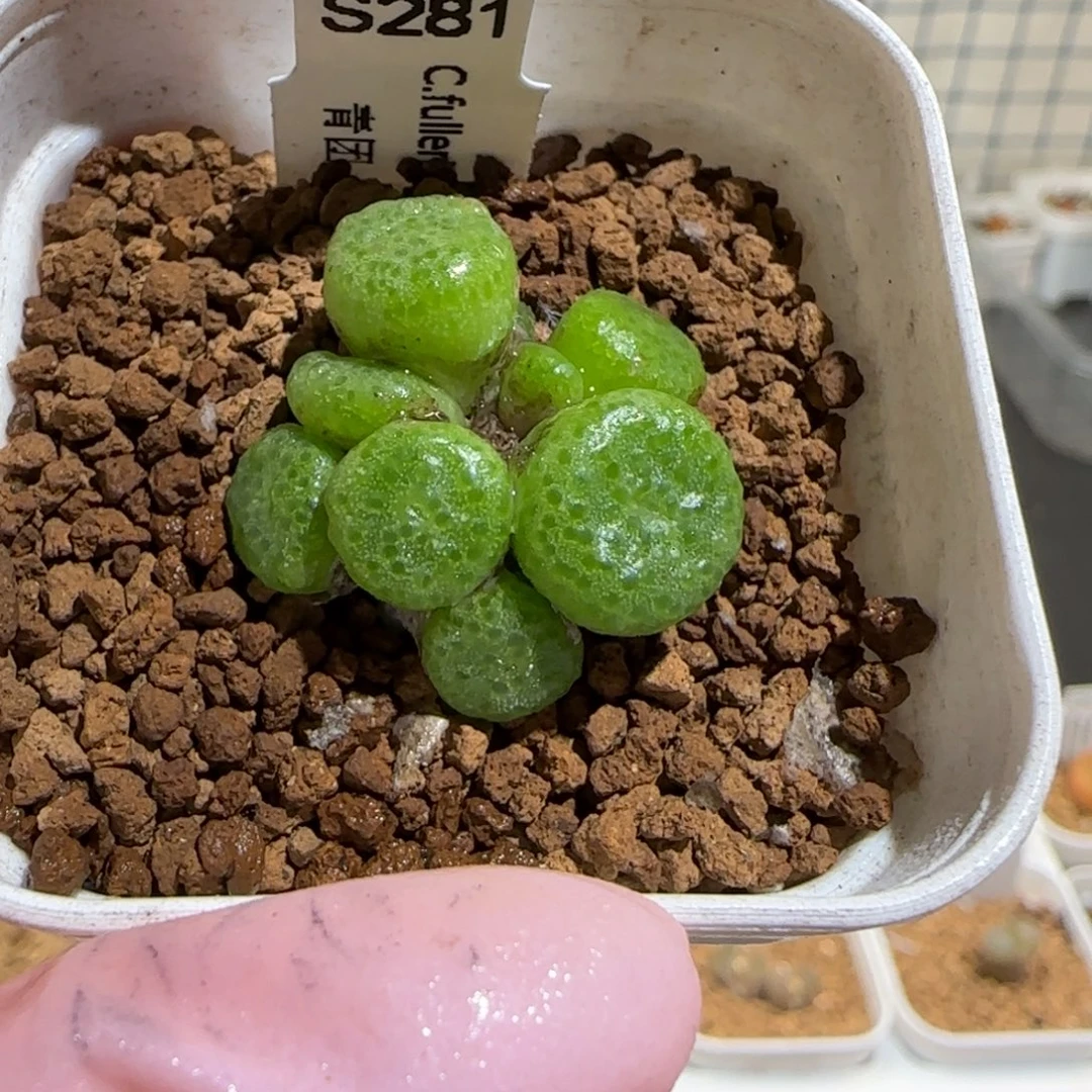 肉锥多肉植物组合-青团母本1191