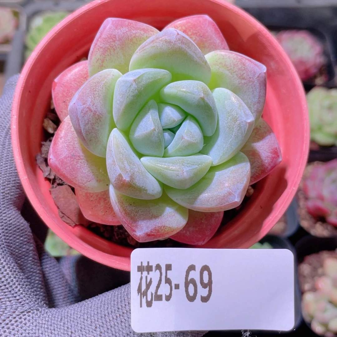 花利美25-69冰玉