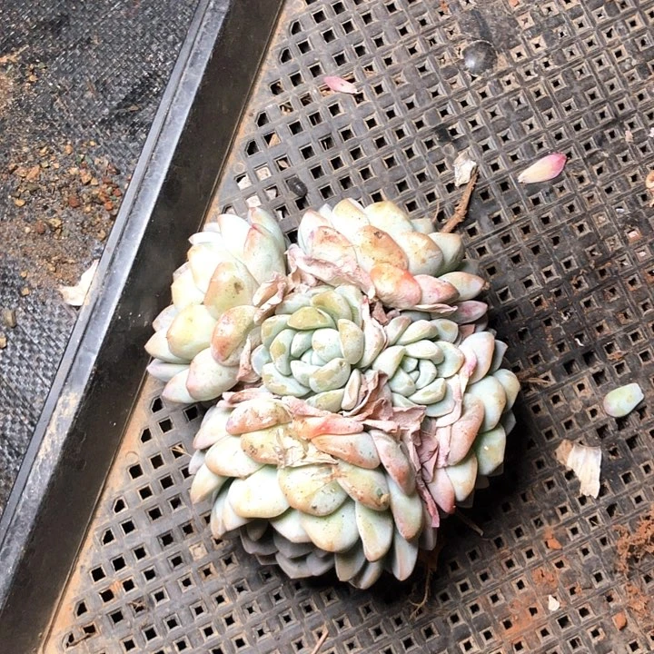 雨*100/////////////