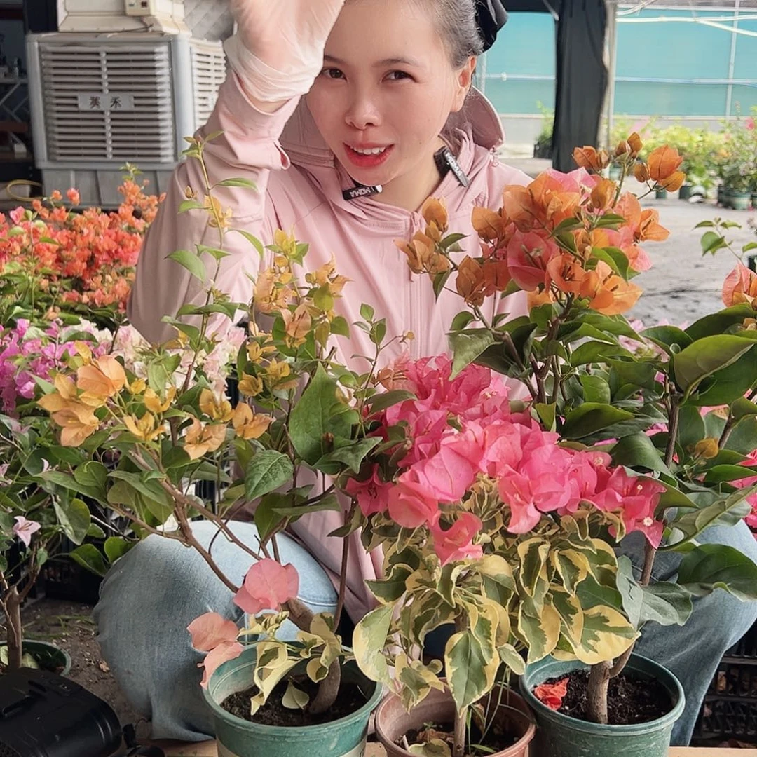 大部分花苞少量开放金发女郎，橙冰，凤凰组合