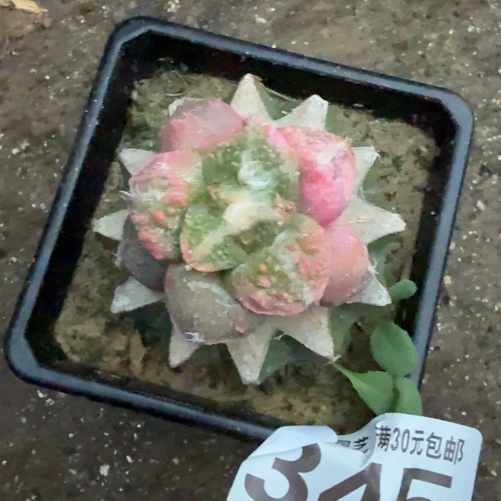 无花朵345梦幻怒涛锦