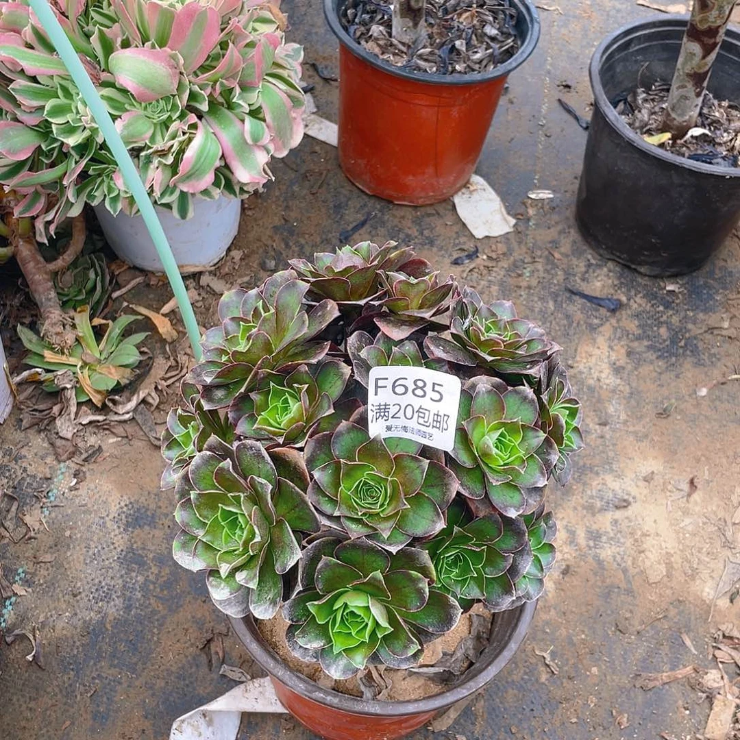 马*姐685魅金玫瑰多肉有伤