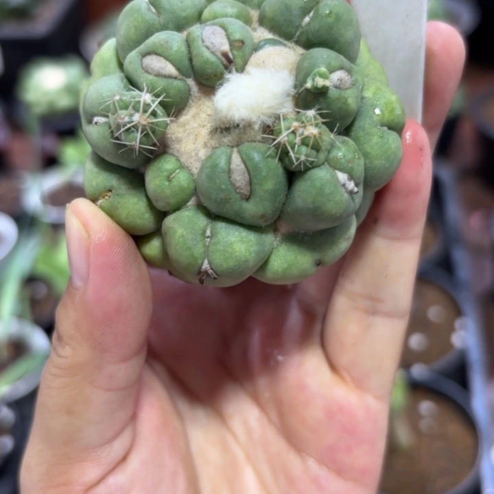 806无刺象牙好养皮实