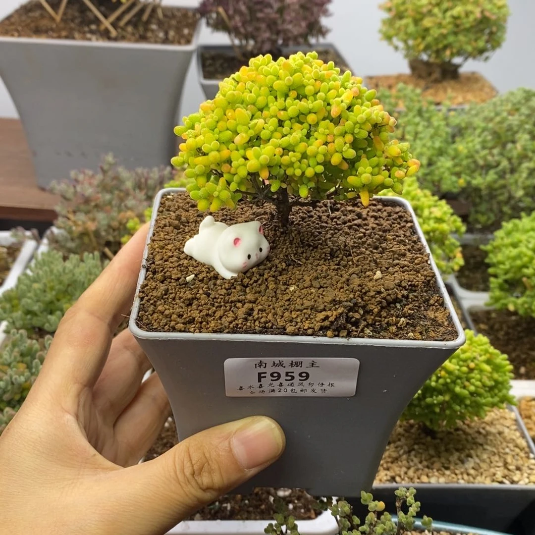 959精控蜜橘糖球枝干