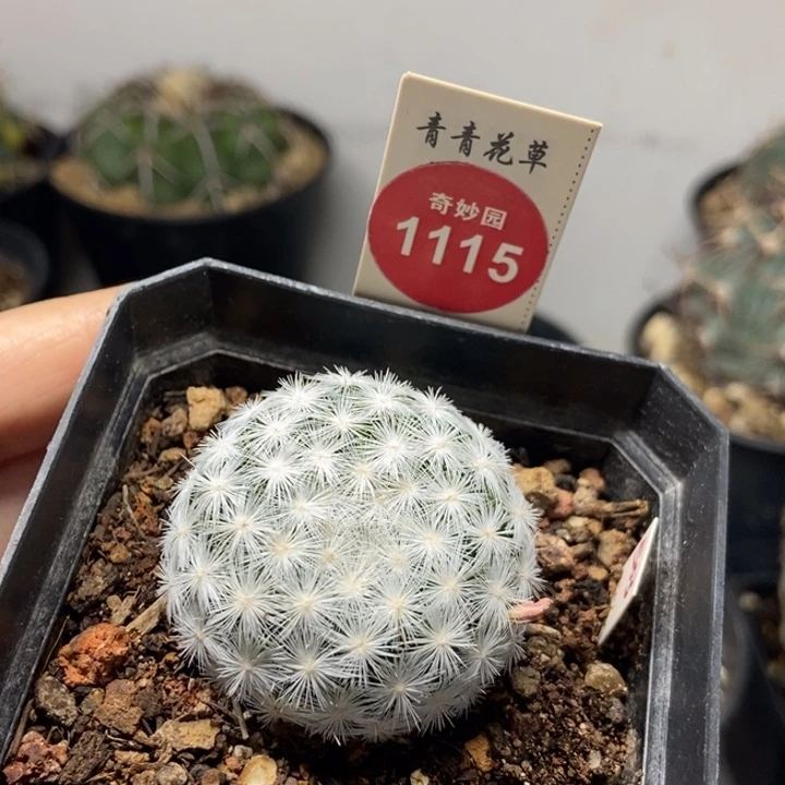 实生大型春星一棵仙人球3.7cm