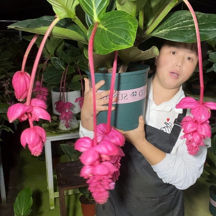 毛***笔无花朵宝莲灯开花开花