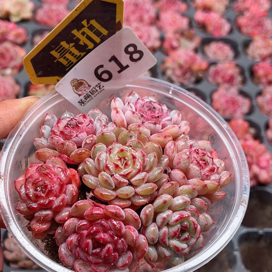 多肉植物多肉植物