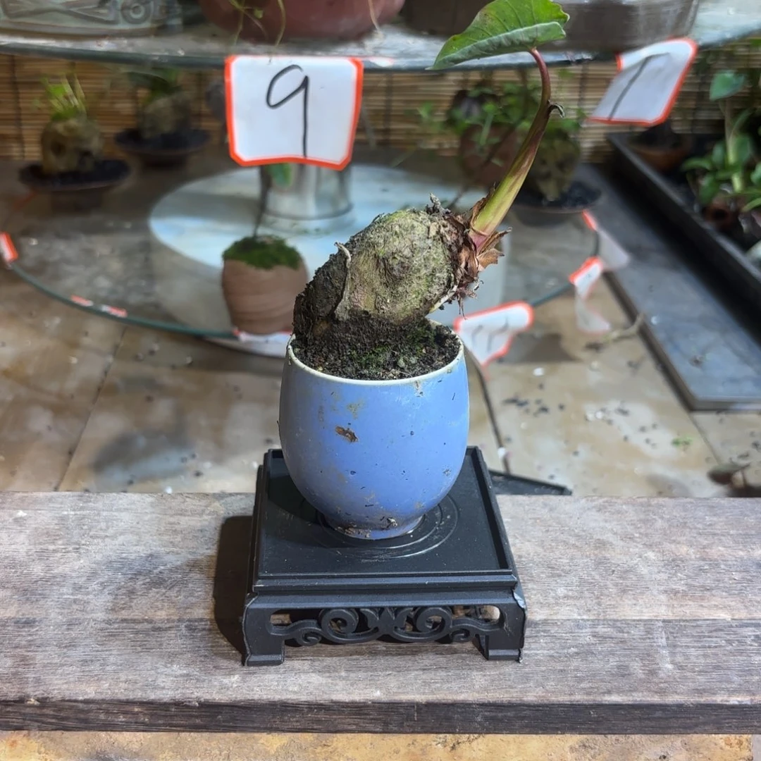 无花朵蛋****八退款拉黑一物一拍75