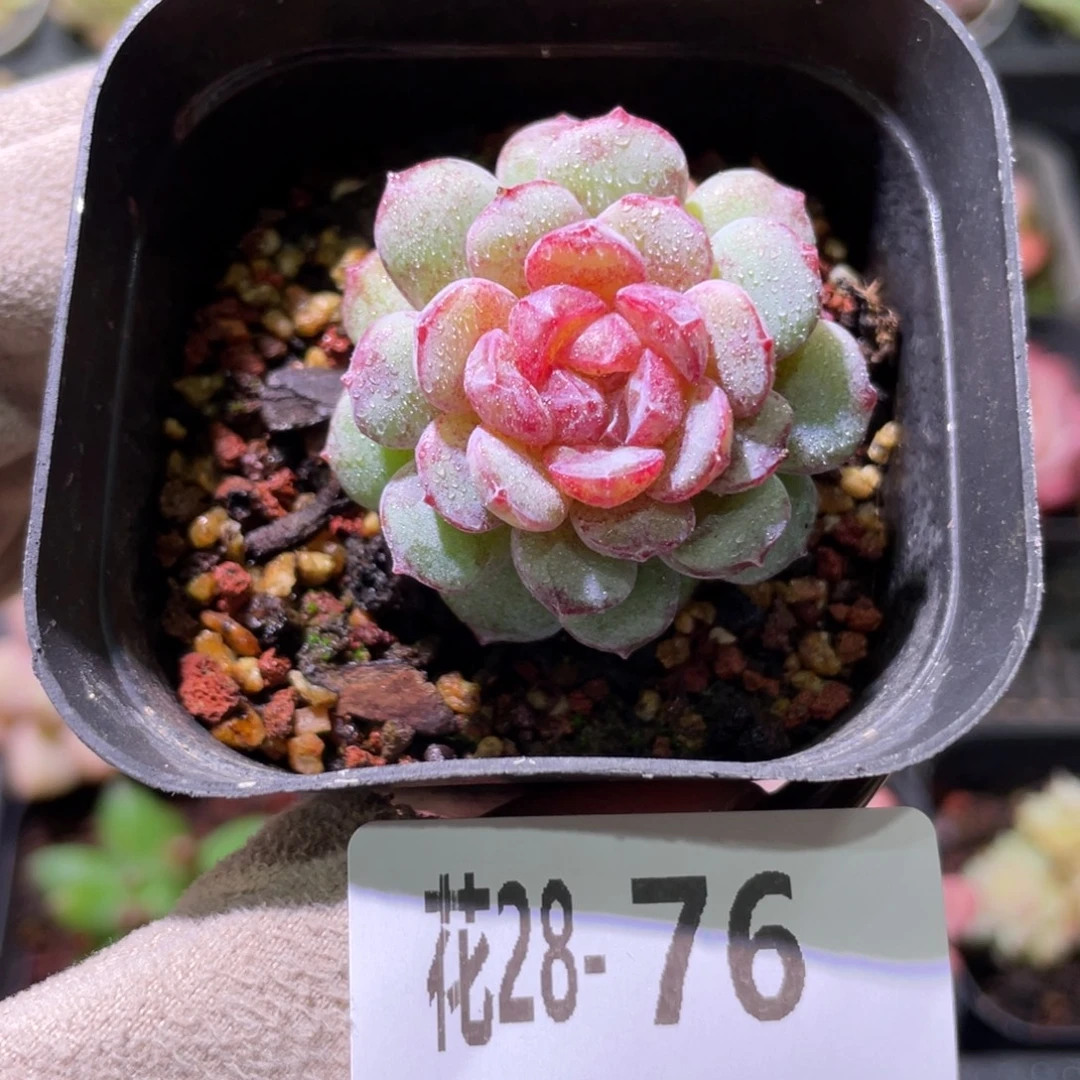 花利美28-76血钻单头