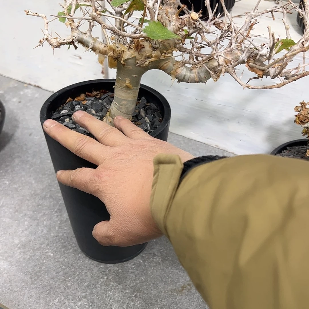 B****e福利怀特橄榄888888888