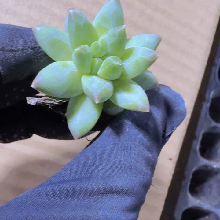 三色美人多肉植物