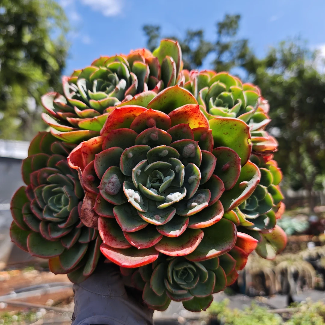 花青谷园艺 精品多肉  雨滴
