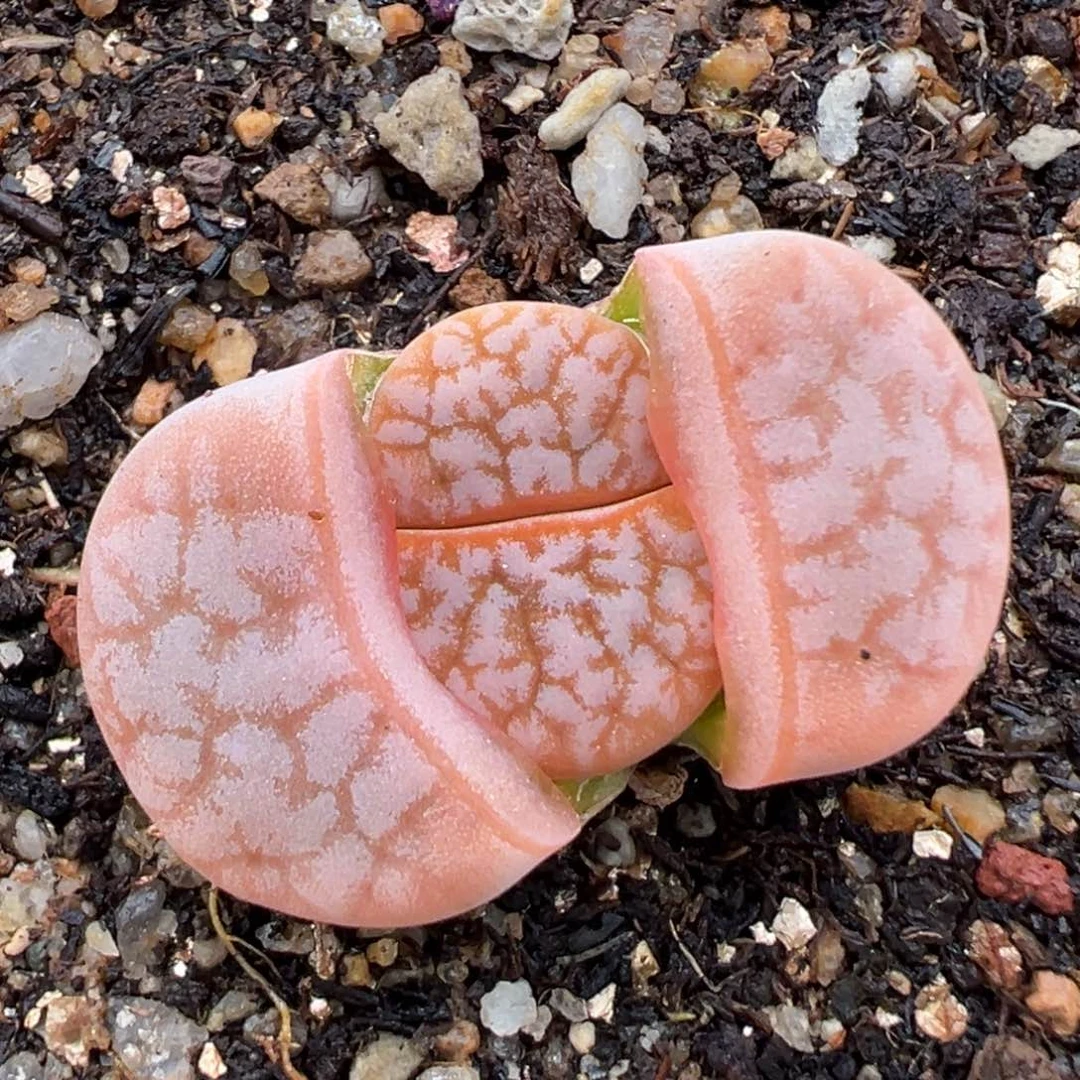 2.2好看的多肉a057