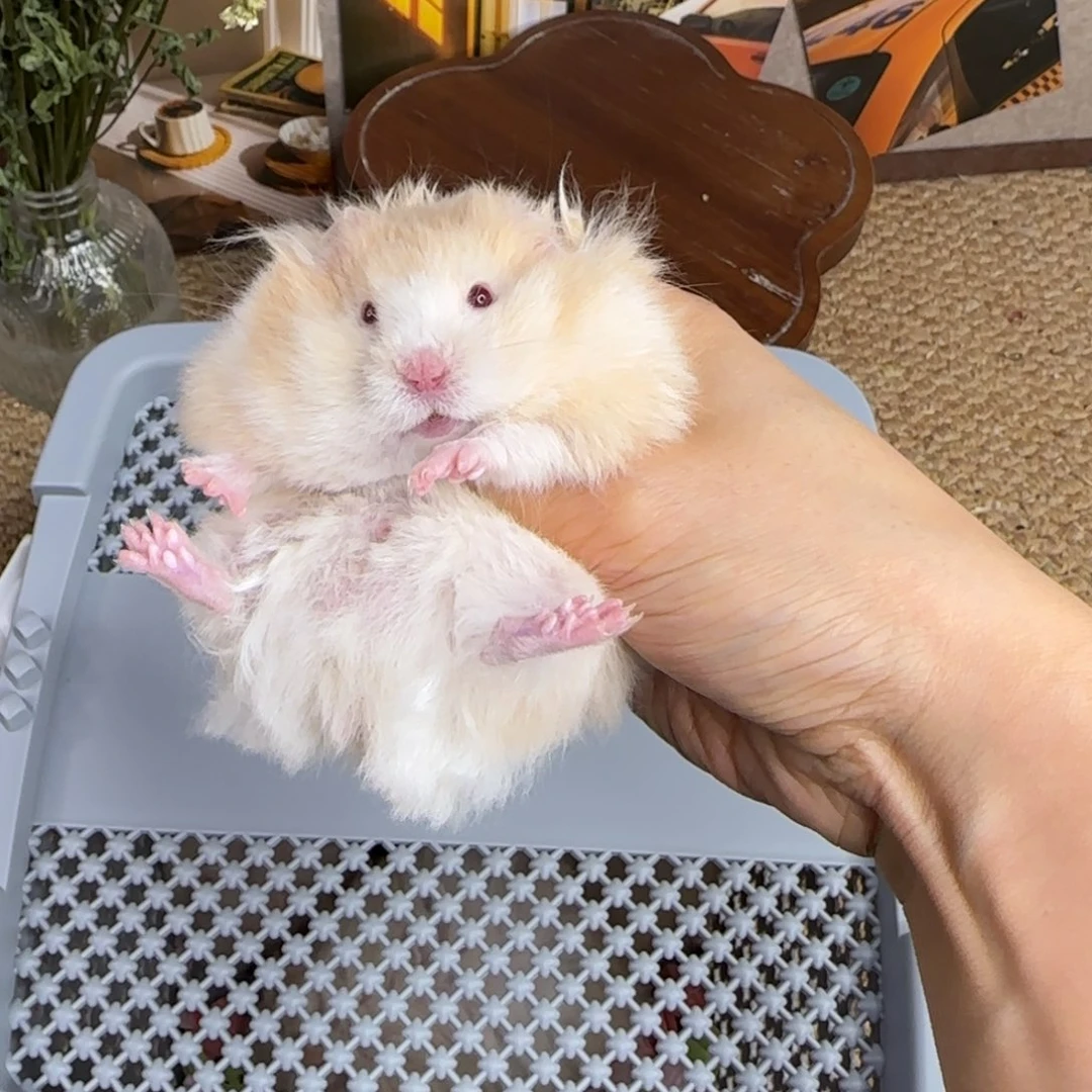 肉桂波弟弟8.08生日