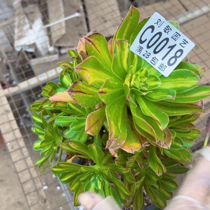 霓裳多肉植物法师法师0018