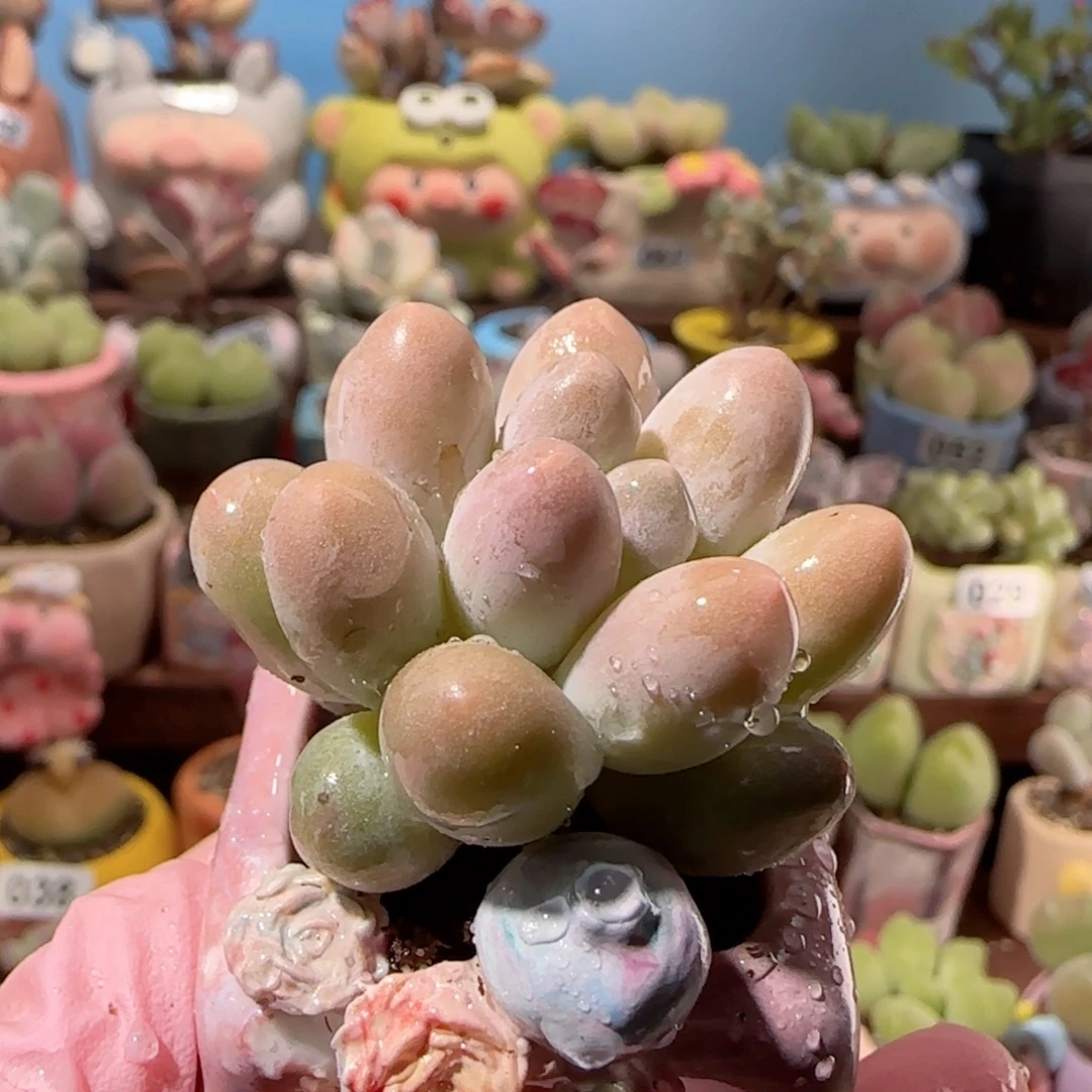 汤圆奶盆口  2.5cm