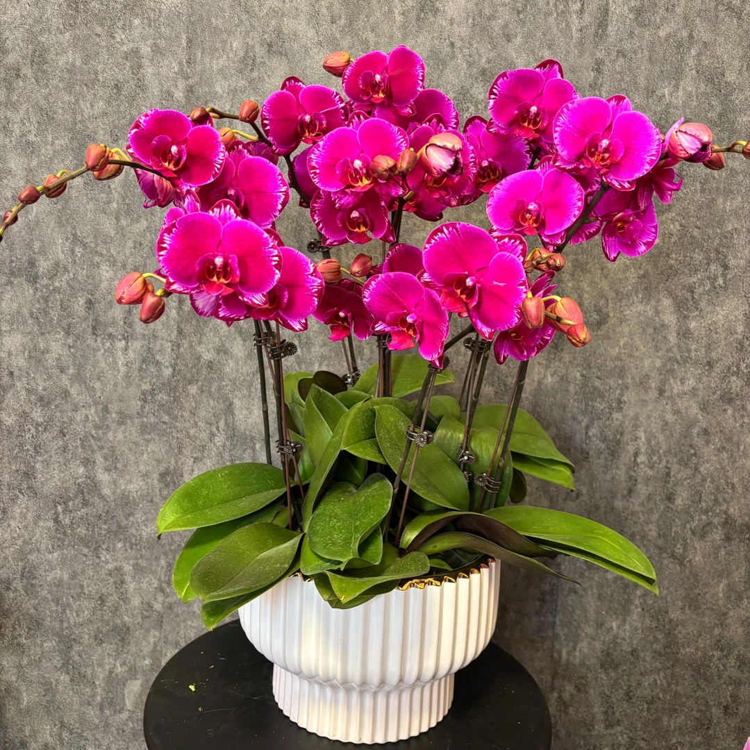 【光芒四射】蝴蝶兰 鲜花绿植 好养花期长 室内观赏花