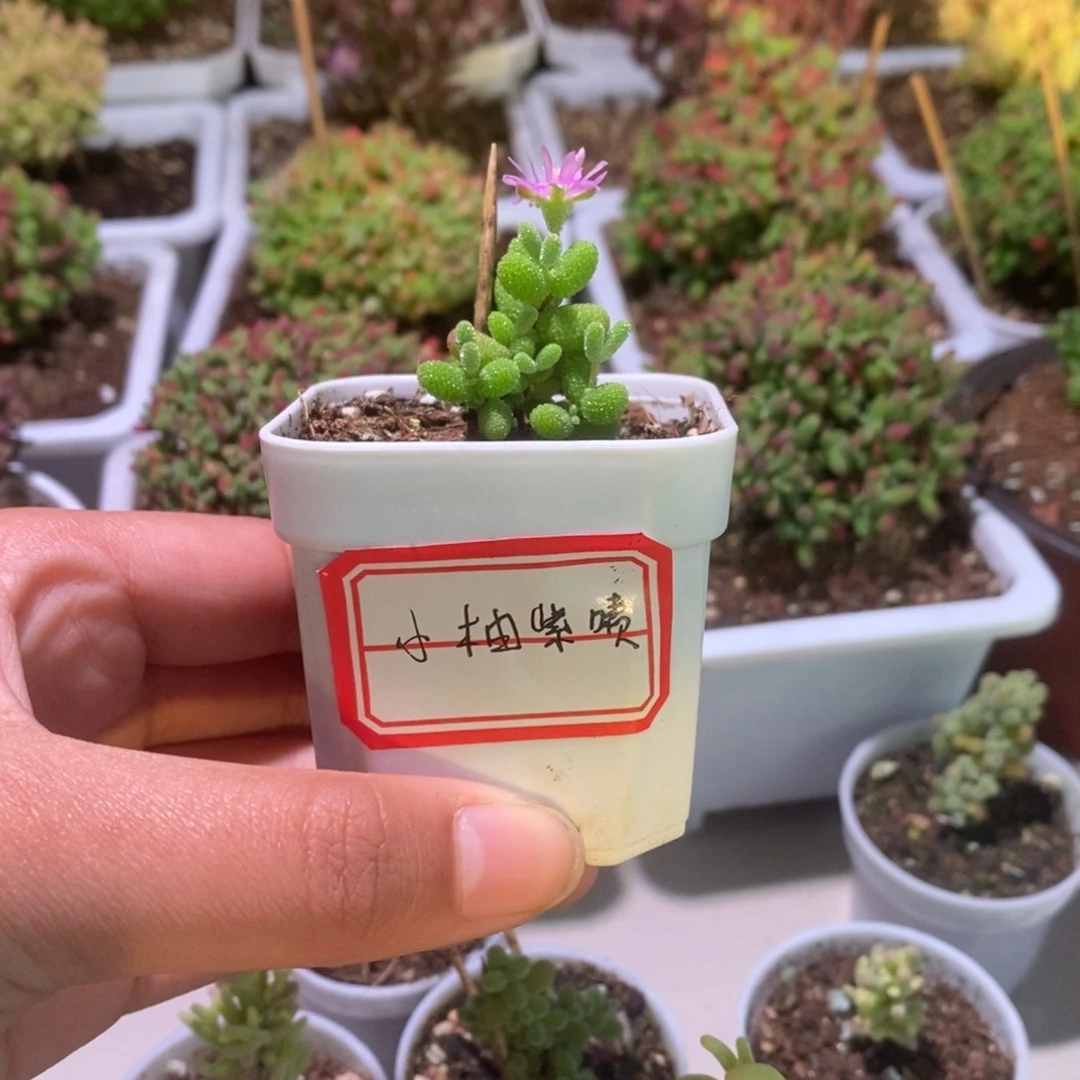 金桔带盆土发货一物一拍