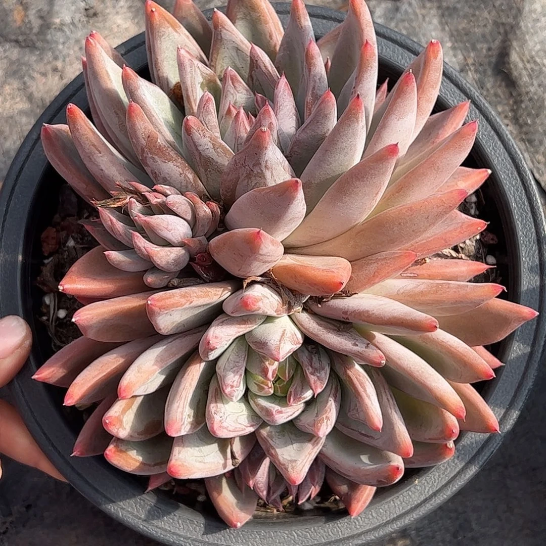 林***9990圣徒群生，一物一拍