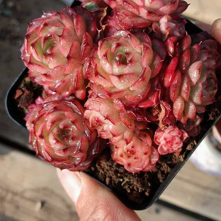 【闪购商品】?****.chf麦秆