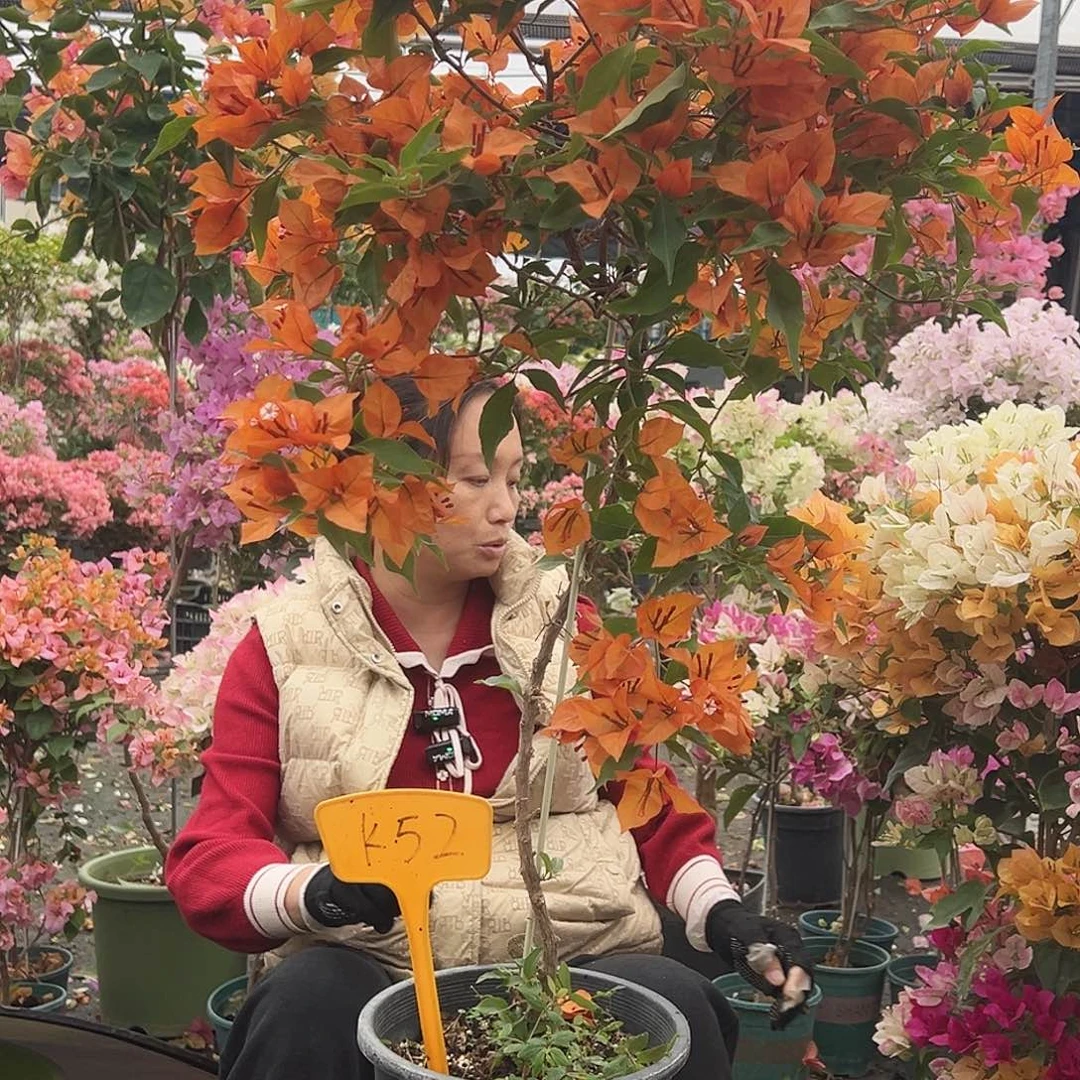 雨***光大部分花苞少量开放K52橙桑巴