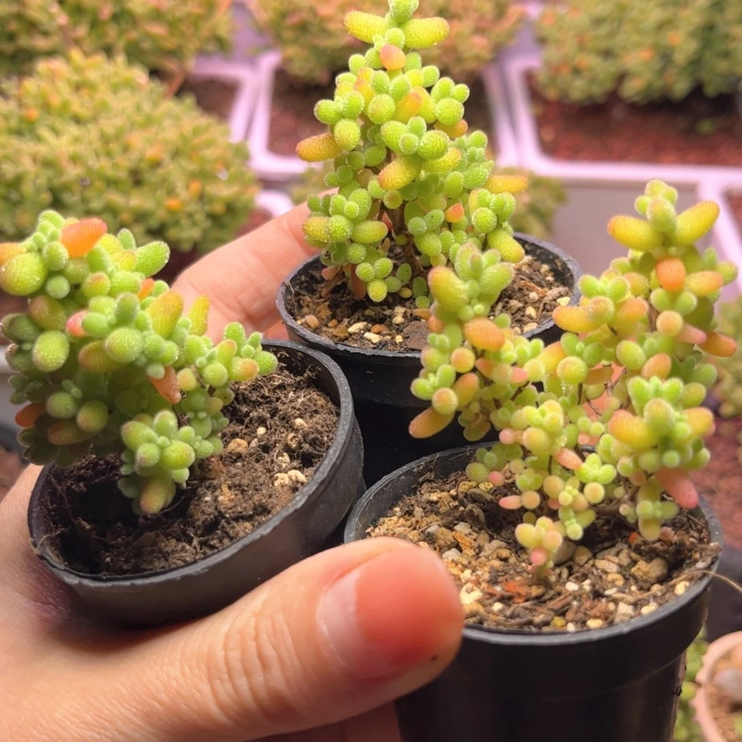 000三颗福利可爱多肉植物