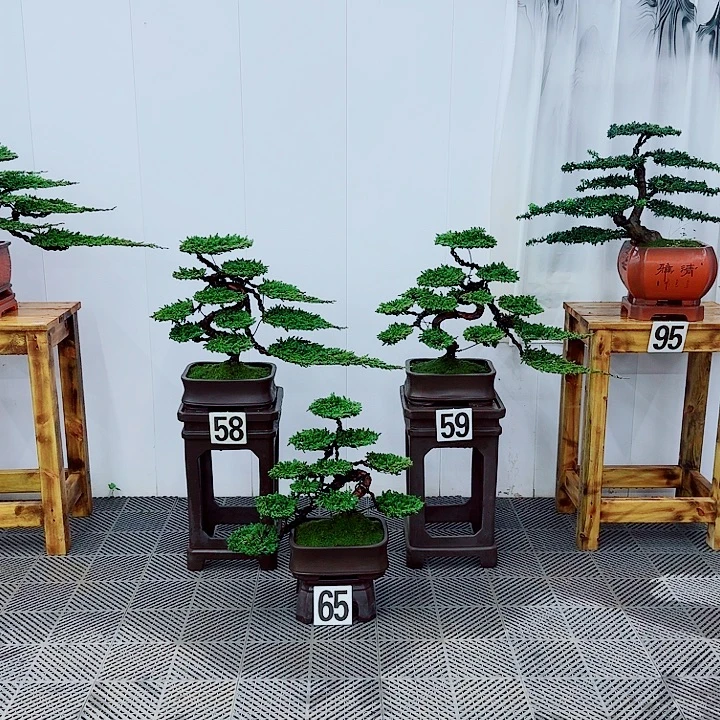 无花朵松柏盆景一物一拍