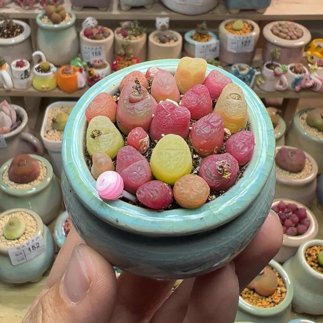 多肉植物164号彩色一盆