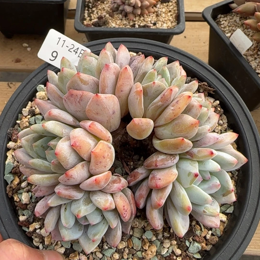 星影六头朵朵缀一颗