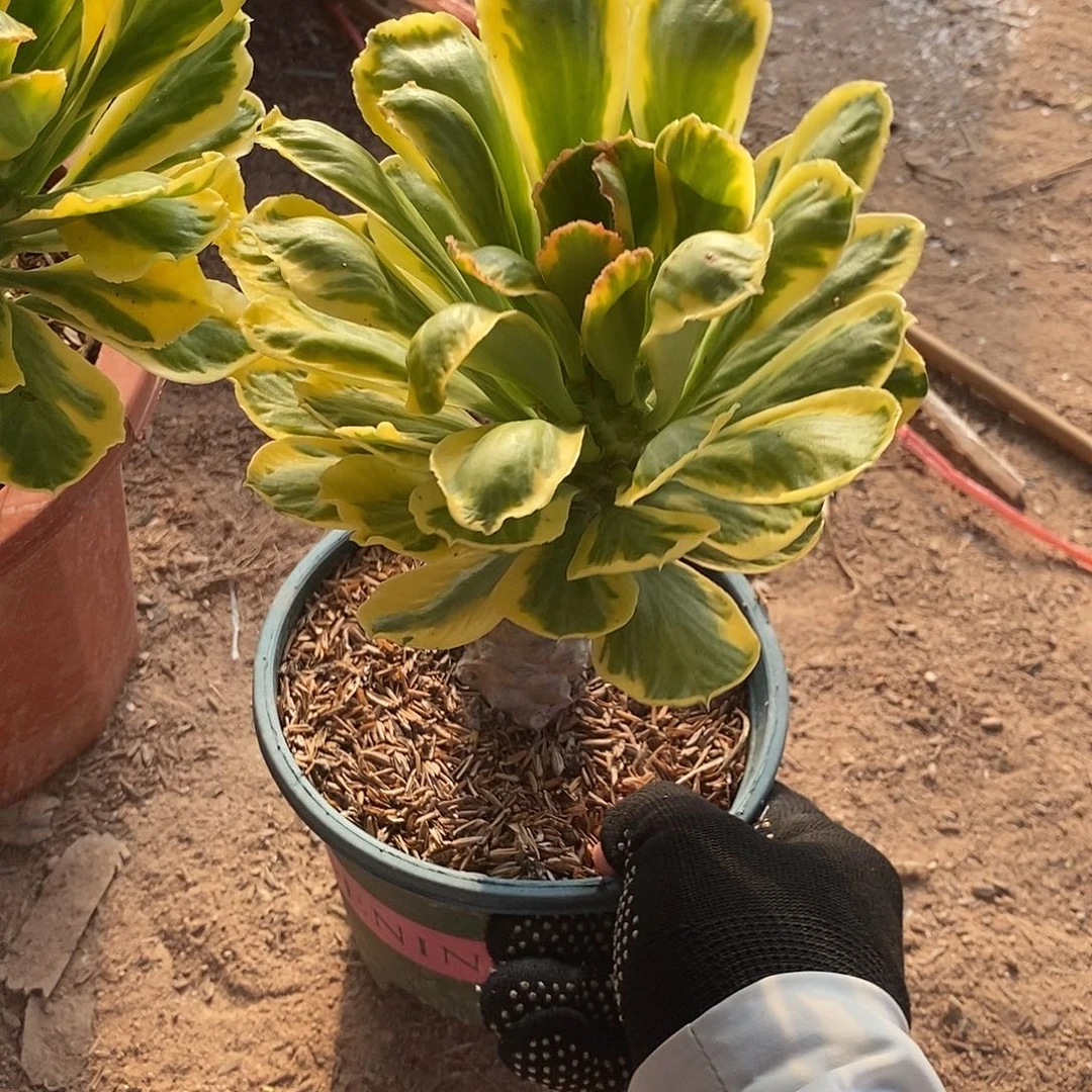 无花朵扇贝一个一