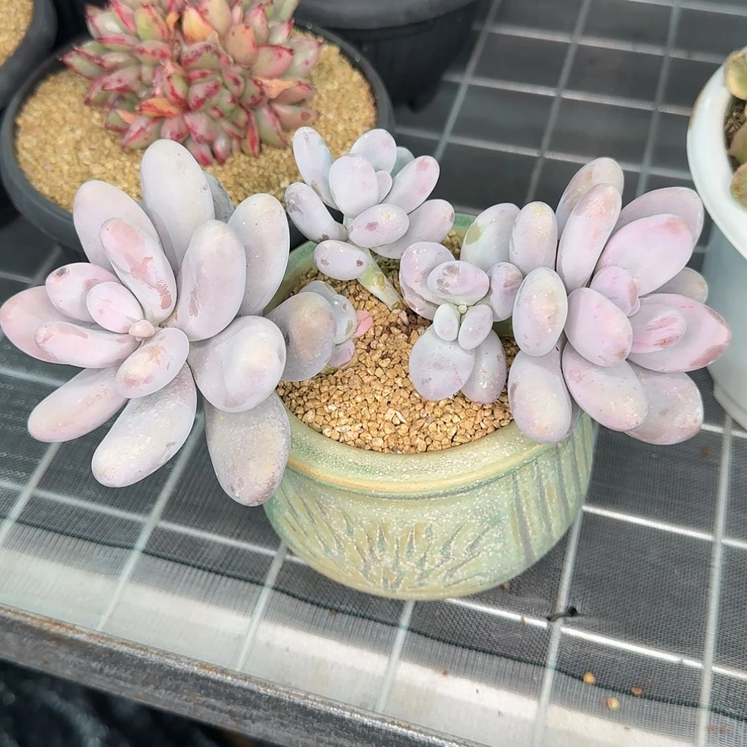 从前慢花园精选原始奶酪