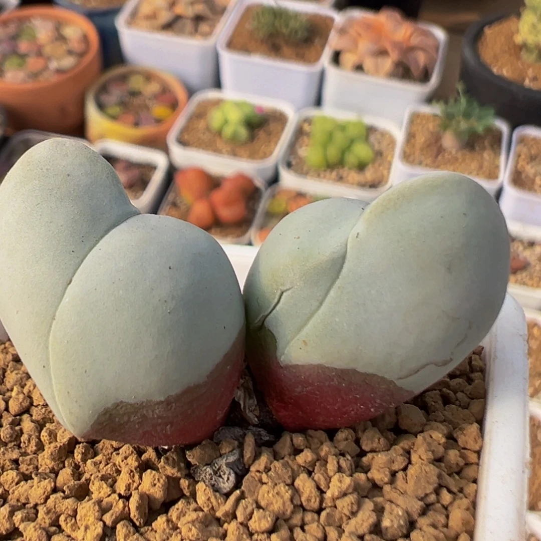 100多肉植物百科白魔