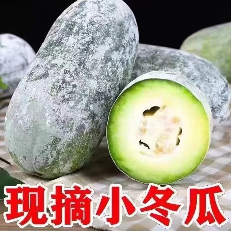 河南新鲜现摘水果小冬瓜可生吃凉拌炖菜当季蔬菜