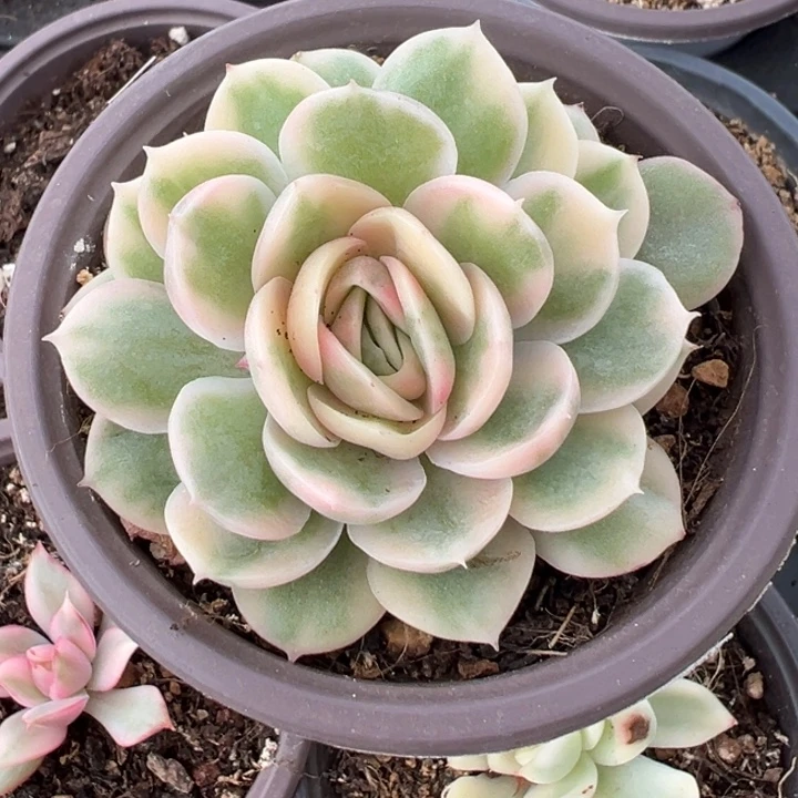 彩色绿体昂斯诺锦一物一拍