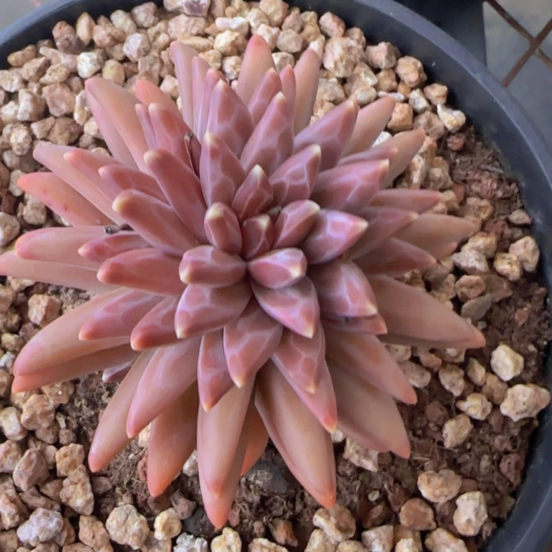 【闪购商品】梵高，