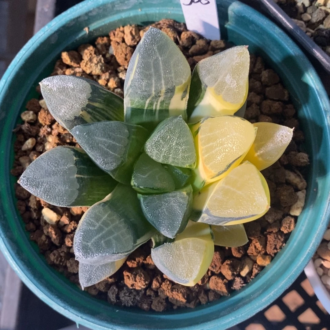 一颗实生大克锦