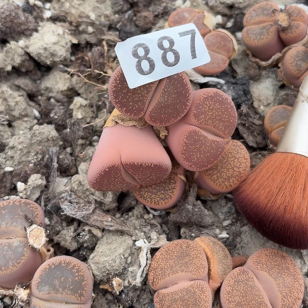 生石花一物一拍887