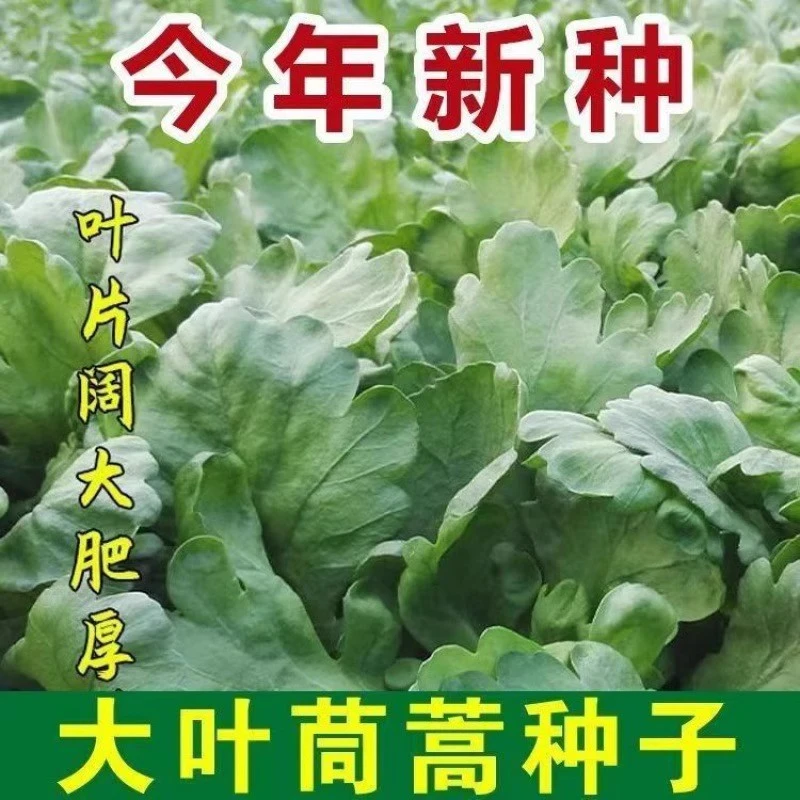 【满5件包邮】大叶茼蒿种子菜种四季春季筒篙农家蔬菜种籽孑黄帝