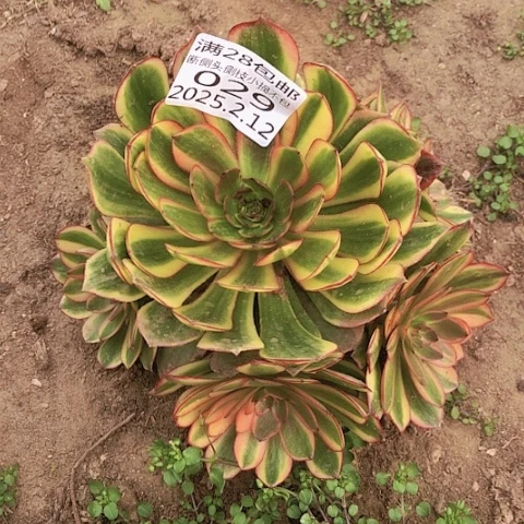 2.12-29炫彩多肉植物