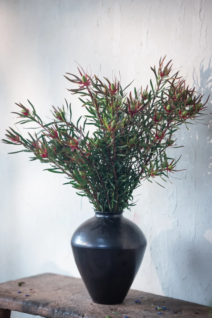 【七礼夫人】火焰木白合|水培鲜切花氛围家居软装