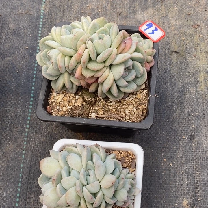 希****嘻一物一拍厚梦缀93