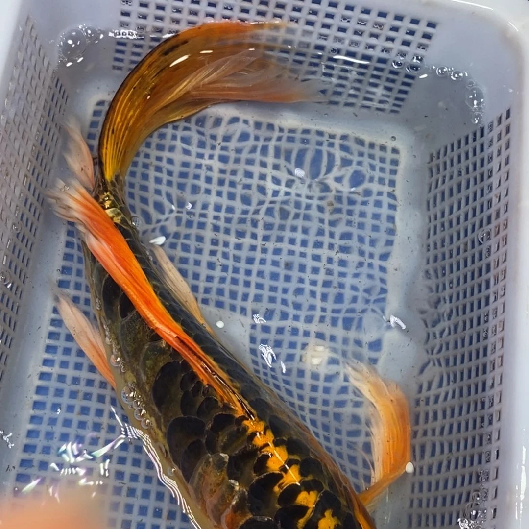 锦鲤冷水锦鲤包邮