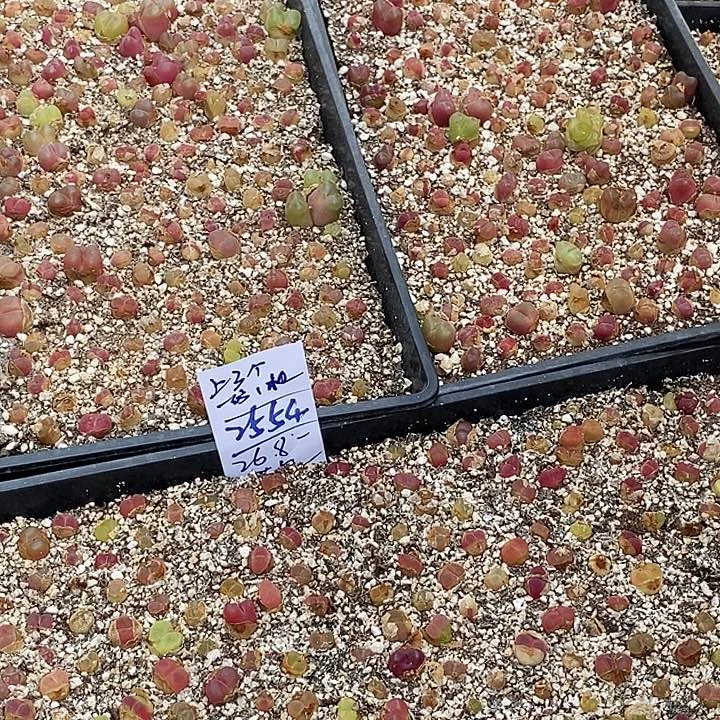 2544一筐  带框发   无售后