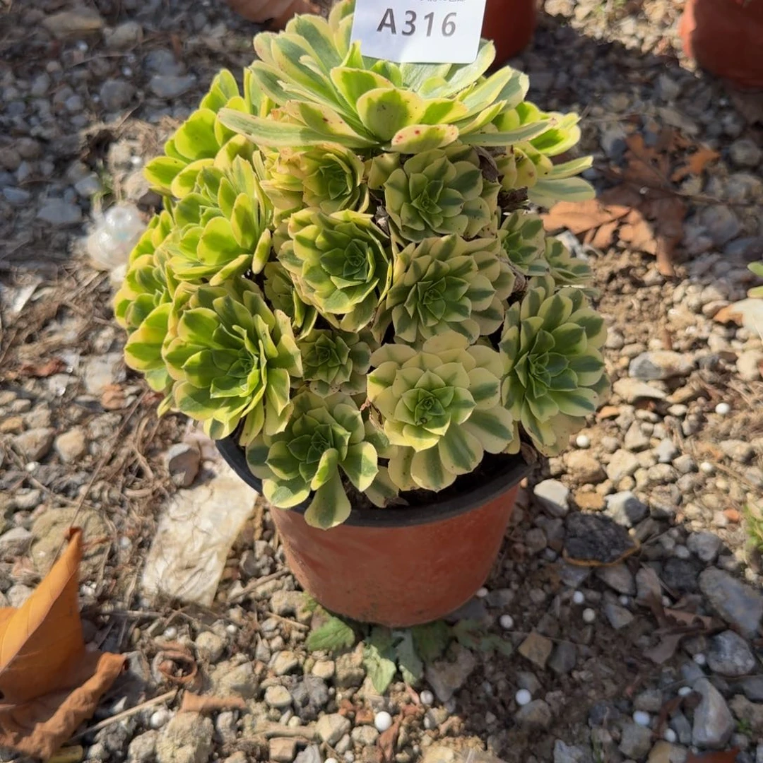 316今丝翡翠。多肉植物