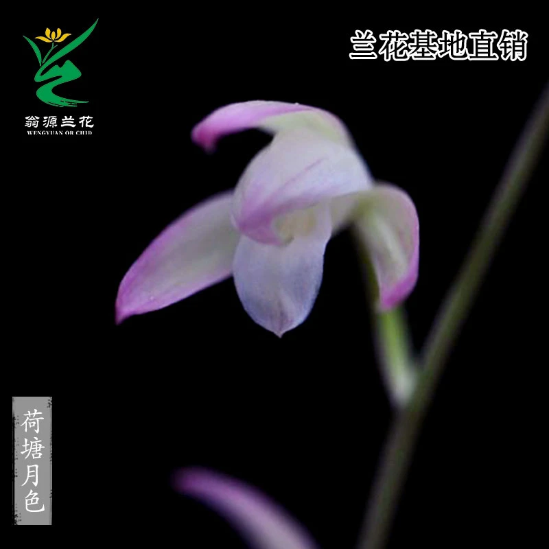 翁源兰花苗高端老种四季建兰荷塘月色开花浓香好养室内绿植花卉