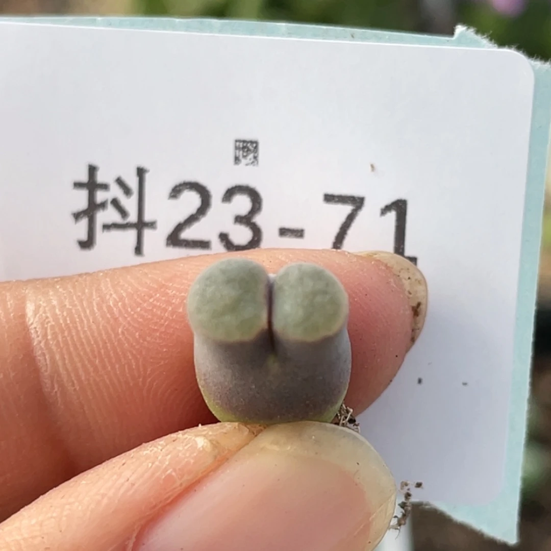23-71磁铁多肉植物