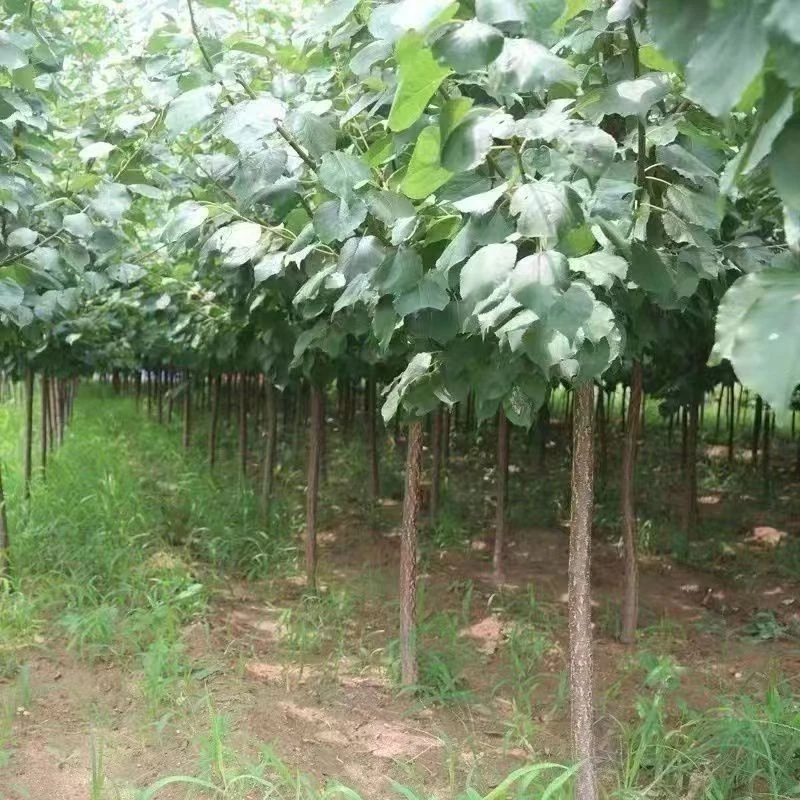 杏树一物一拍杏树苗出售直播