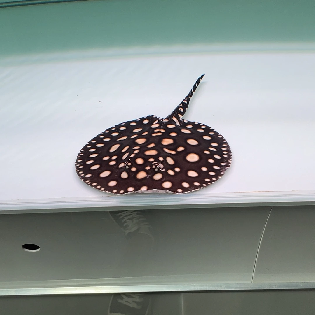 ****威海水鱼v111111111111